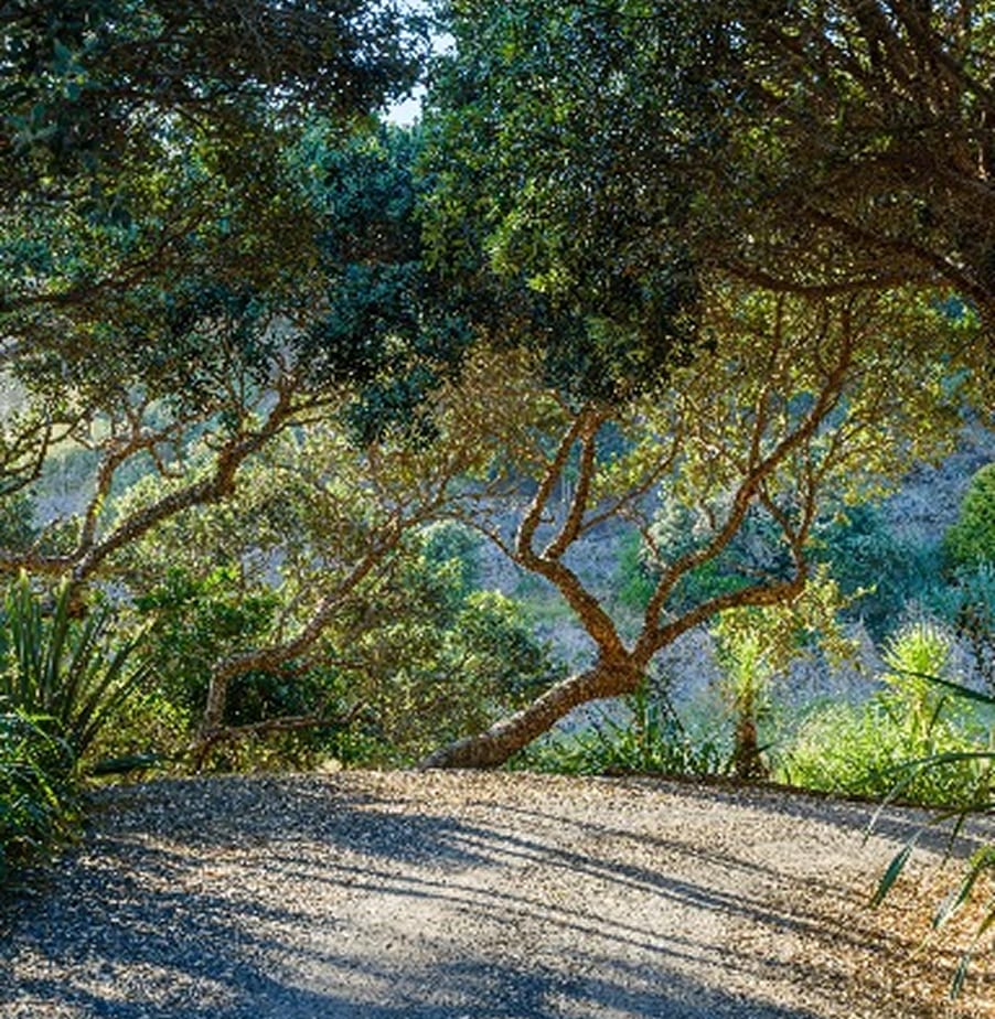 Native bush driveway with pohutukawa shade — a private road through the estate