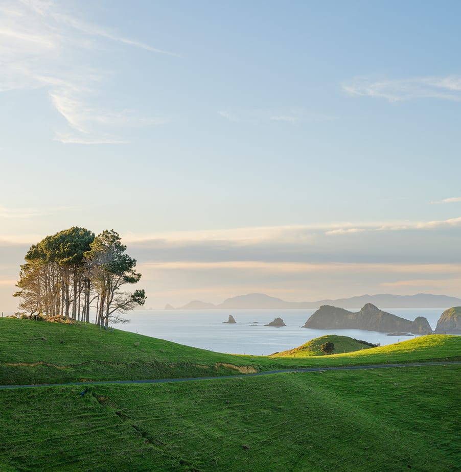 Evening light on lone trees above the Bay of Islands — the pastoral clifftop