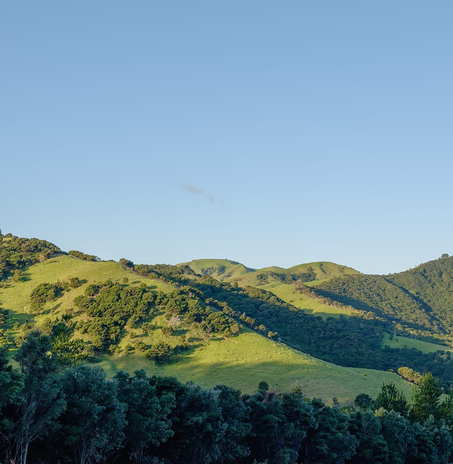 Native bush and open pasture on conservation hills at golden hour