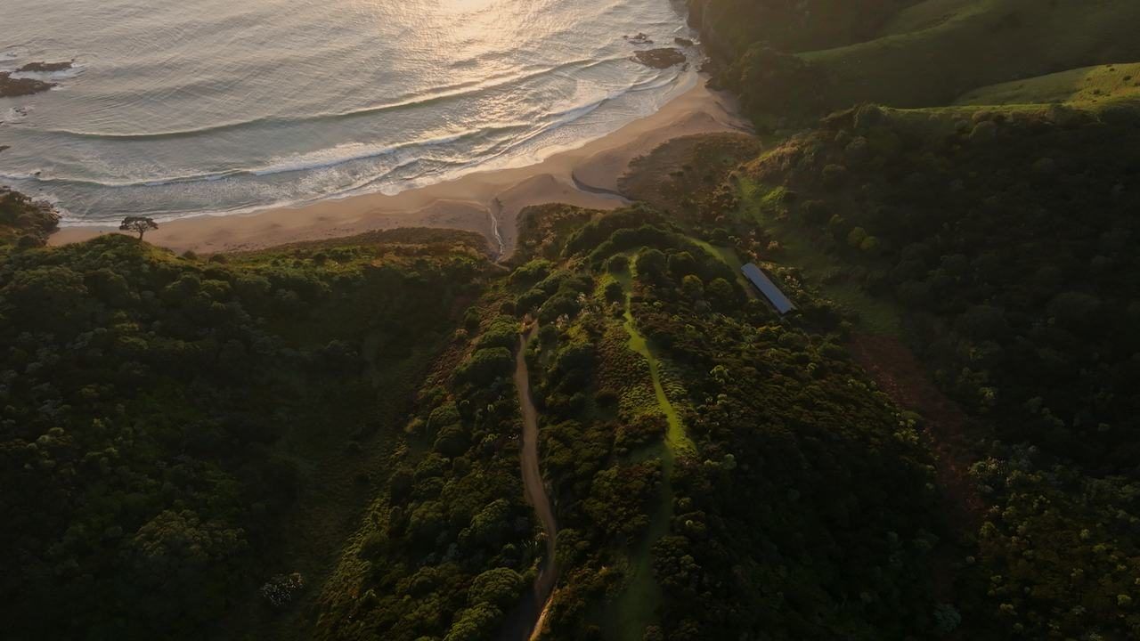 Native forest and tracks running down to the beach