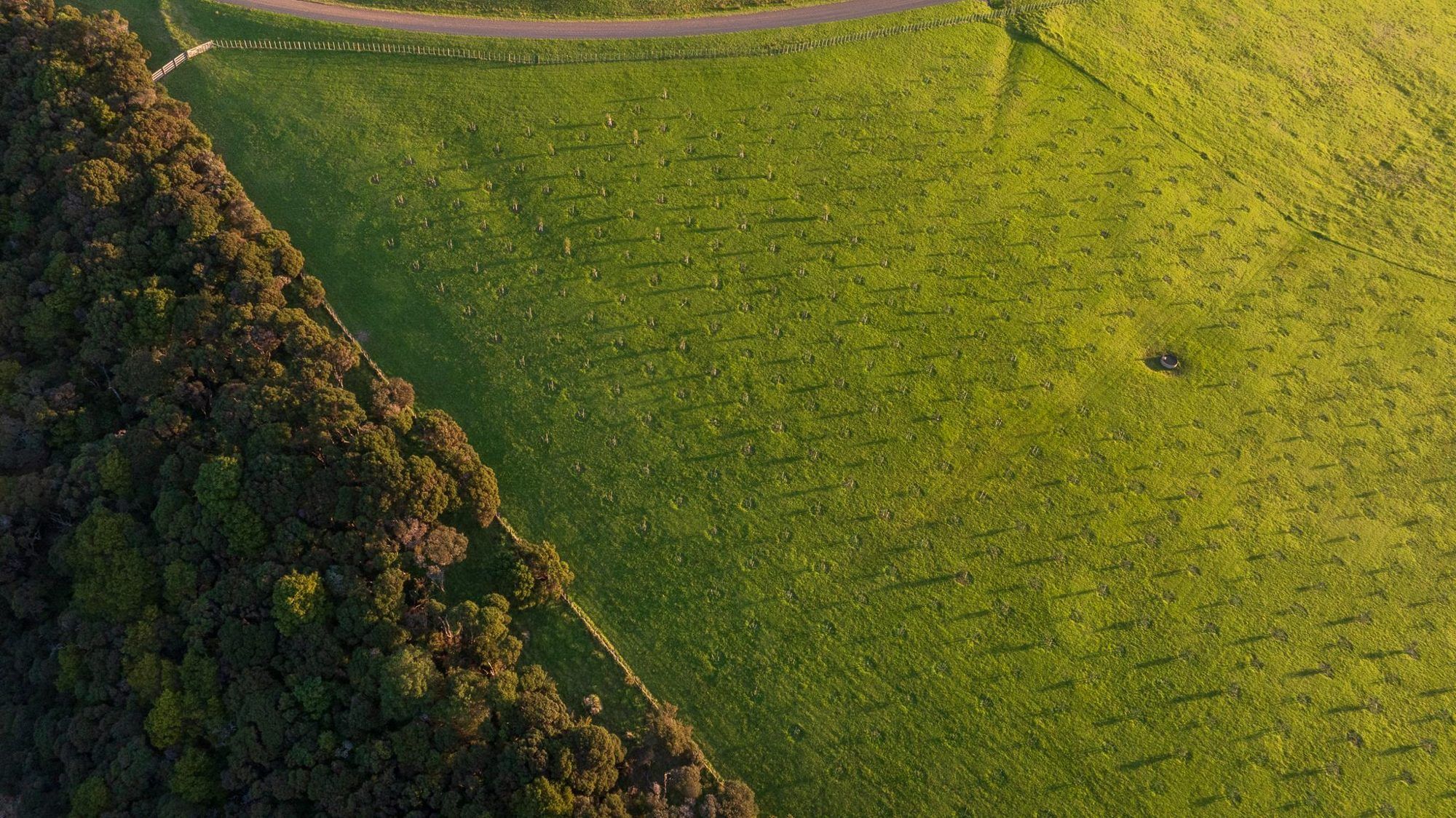 Farm track and walking trail through pasture and forest