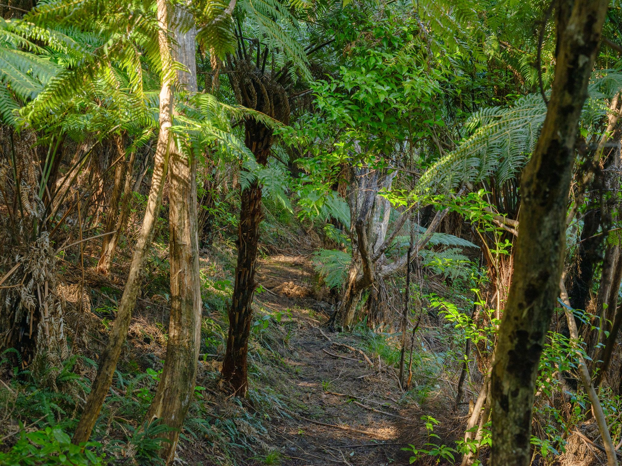 A track through native bush and tree ferns on the conservation estate