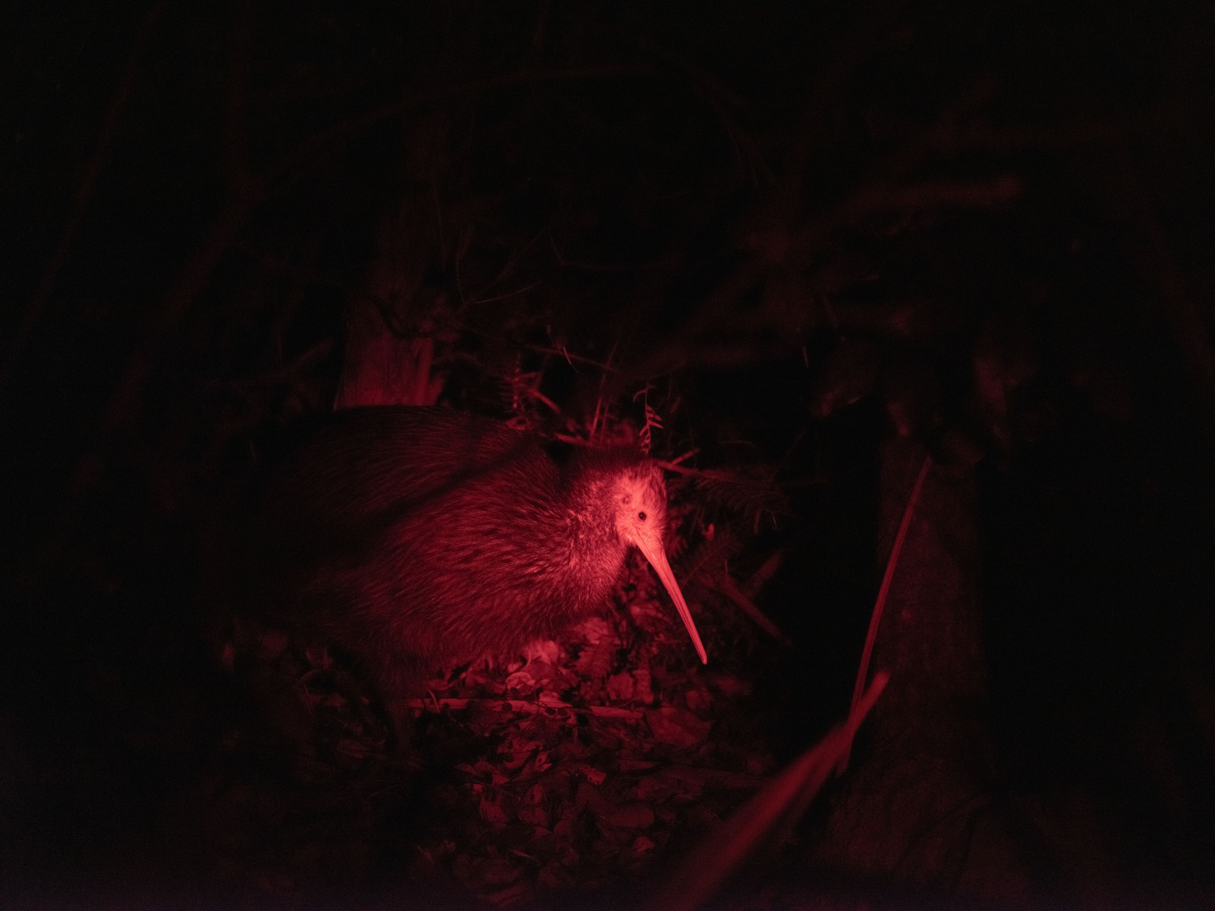 A kiwi photographed at night under red light in the Mataka bush