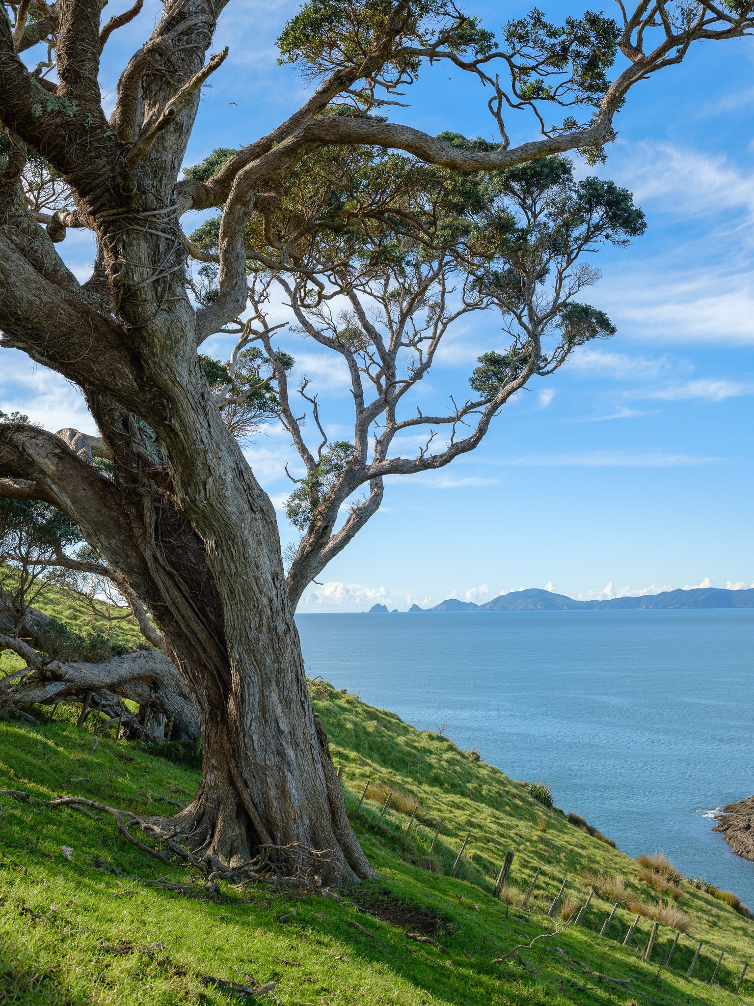 An old pohutukawa on the headland above the Bay of Islands