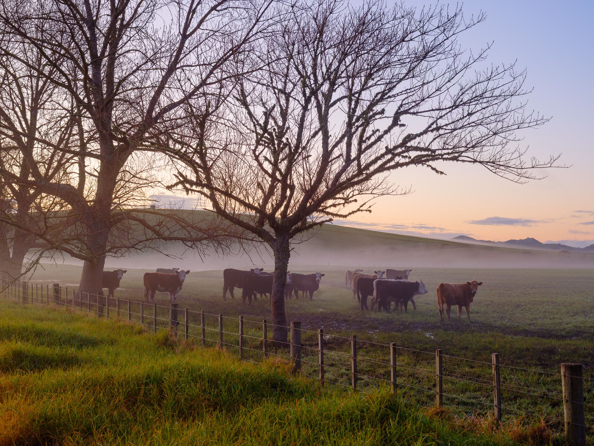 Cattle grazing in mist at dawn, bare trees along the fenceline