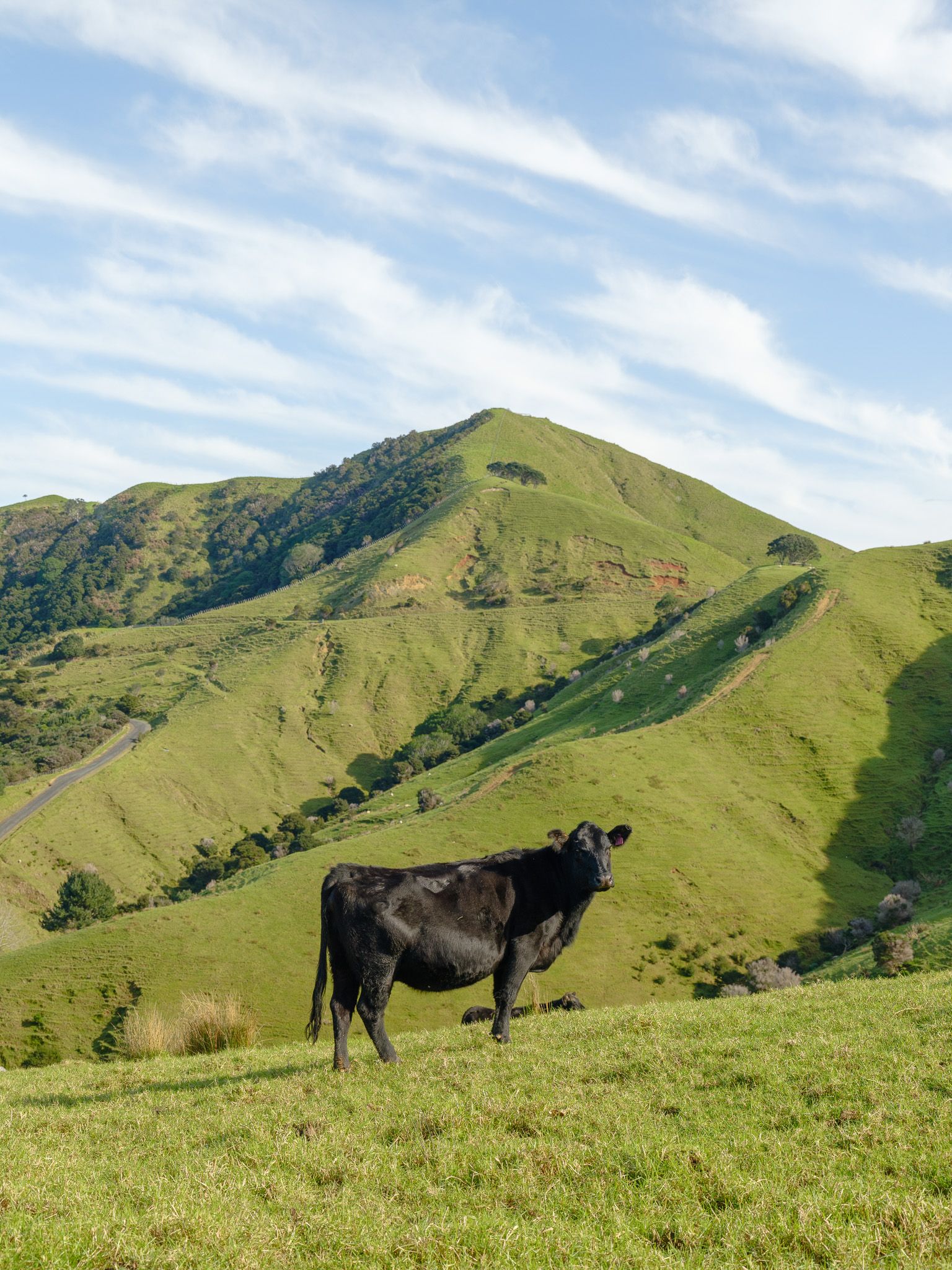A single beast on a green ridge above the Mataka pastures