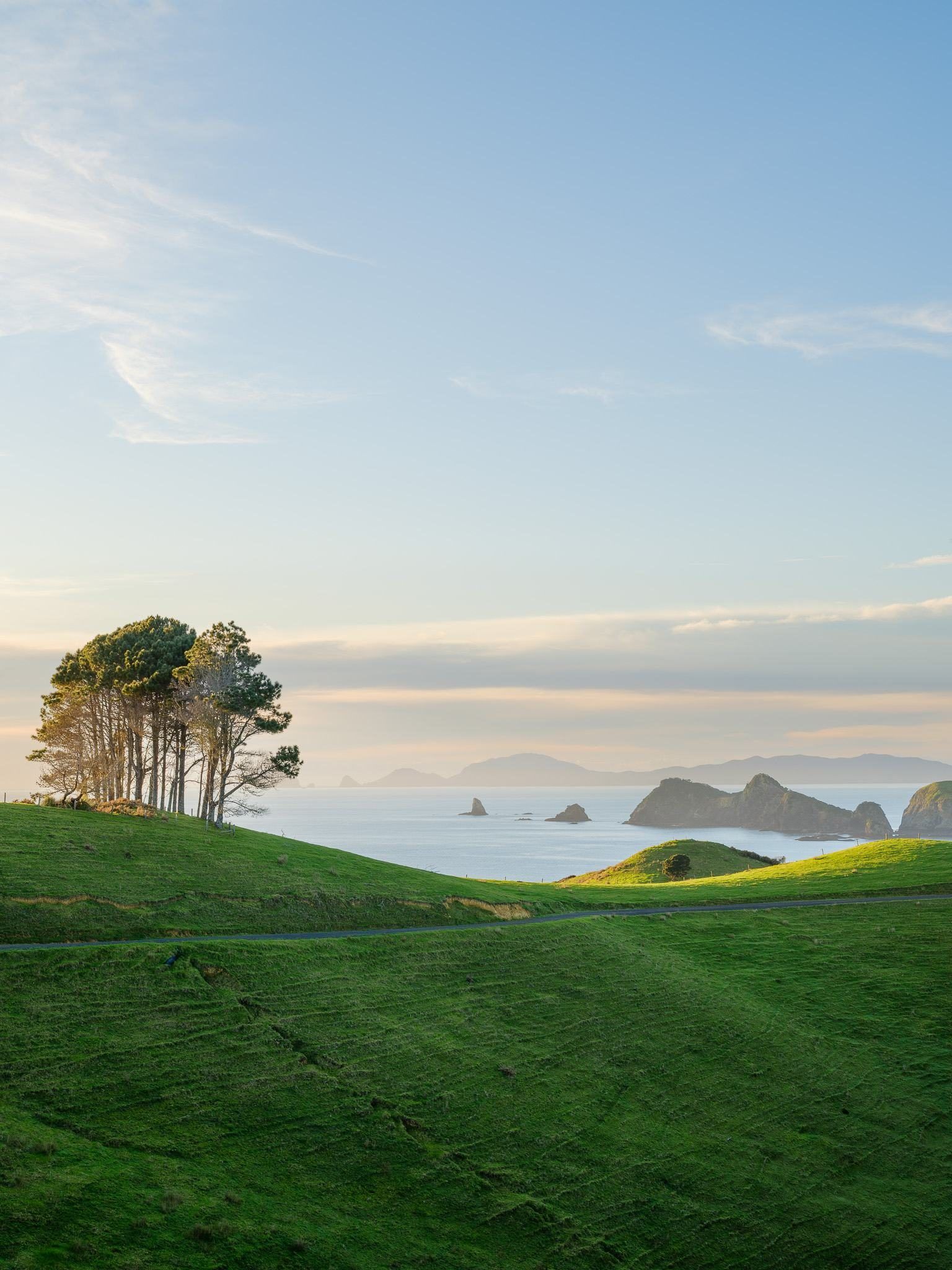 Shelter trees on pasture above the Bay of Islands
